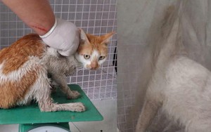 Công an TP.HCM tìm chủ nhân của 32 chó, mèo vừa được giải cứu