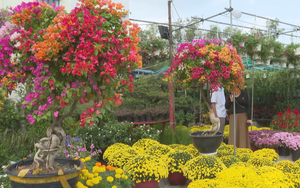 Thị trường hoa kiểng Tết 2026 sôi động từ sớm