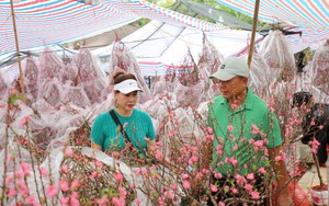 Hoa mai, hoa đào hút khách tại chợ hoa Tết TP Hồ Chí Minh