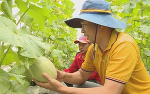 Dưa lưới bước vào mùa thu hoạch rộn ràng phục vụ thị trường Tết