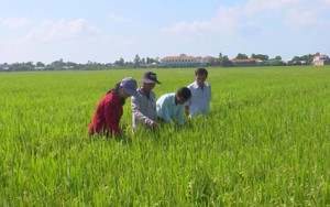 Thủ tướng Chính phủ yêu cầu bảo đảm tiêu thụ lúa hàng hóa cho nông dân