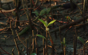 Cùng HTV Hành động xanh 2026 - Tập 1: Bảo vệ "lá chắn xanh" nơi đầu sóng