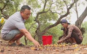 Giá hạt điều cao kỉ lục trên thị trường, tạo động lực cho nông dân