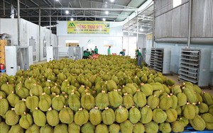 Nông sản Việt chinh phục Trung Quốc bằng chất lượng và sự an toàn