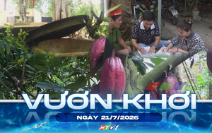 Vươn khơi - Ngày 21/7/2026 | "Cháy hàng" cây giống ca cao