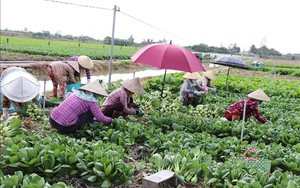 Hơn 51.000 lượt hộ nghèo được vay vốn tín dụng chính sách