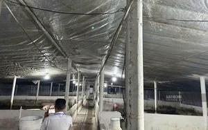 Đồng Nai tạm giữ hơn 3.900 con heo để xác minh chất cấm
