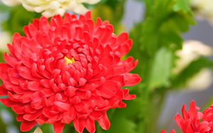 Độc đáo những bông hoa từ đất sét