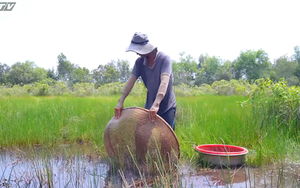 Cách làm mắm cá lia thia - Đặc sản Long An