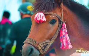 Tìm hiểu về ngựa Bắc Hà