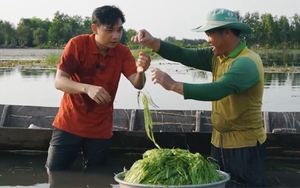 Cùng MC Nhật Trường trải nghiệm nhổ hẹ nước - "lộc trời" Đồng Tháp Mười