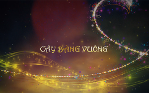 Ngân mãi chuông vàng - Cây bàng vuông