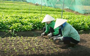 Lộ trình xanh tại TP.HCM: Từ thích ứng đến đột phá, sáng tạo
