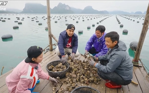 Tay đang tháo lưới nhưng đầu thì nghĩ xem nấu món gì