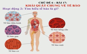 Khoa học tự nhiên lớp 6 - Bài 16: Khái quát chung về tế bào