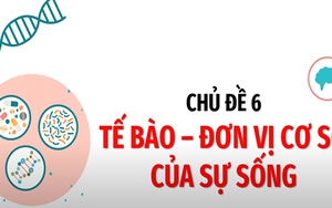 Khoa học tự nhiên - Lớp 6: Cấu tạo và chức năng của tế bào