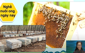 Văn học lớp 6 - Bài 18: Thương nhớ bầy ong đánh thức trầu