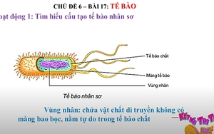 Khoa học tự nhiên - Lớp 6: Tế bào nhân sơ và tế bào nhân thực