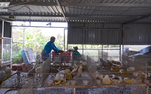 Khi vợ vắng nhà - Tập 3