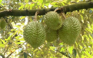 Cùng HTV Hành động xanh 2025 - Tập 19: Bộ sản phẩm tuần hoàn từ các phế phẩm sầu riêng