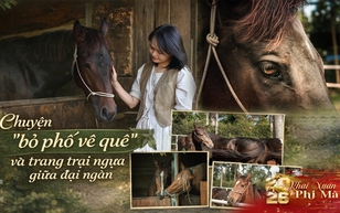Chuyện “bỏ phố về quê” và nông trại ngựa giữa đại ngàn