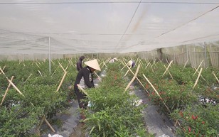 Startup trẻ nông nghiệp công nghệ cao tìm hướng đi mới cho kinh tế đô thị