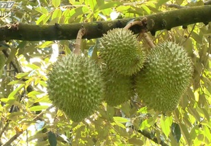 Cùng HTV Hành động xanh 2025 - Tập 19: Bộ sản phẩm tuần hoàn từ các phế phẩm sầu riêng