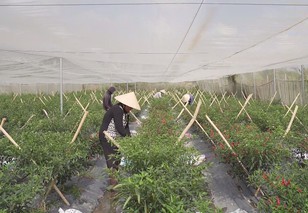 Startup trẻ nông nghiệp công nghệ cao tìm hướng đi mới cho kinh tế đô thị