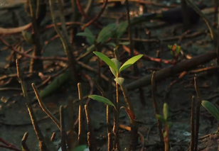 Cùng HTV Hành động xanh 2026 - Tập 1: Bảo vệ "lá chắn xanh" nơi đầu sóng