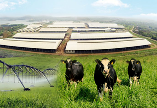 Những điểm nhấn làm nên chất lượng hàng đầu của sữa tươi sạch TH true MILK