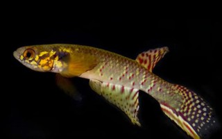 Loài cá tưởng đã tuyệt chủng bất ngờ được tìm thấy