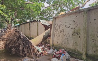 TP. Hồ Chí Minh: Cây xanh bật gốc đề sập tường nhà dân