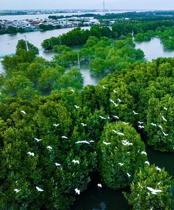 Khám phá hệ sinh thái Đầm Thị Nại qua khóa học nhiếp ảnh tư liệu miễn phí