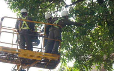 Hà Nội bắt đầu cắt tỉa cây hoa sữa