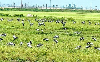 Xuất hiện loài chim quý hiếm trong Sách đỏ Việt Nam