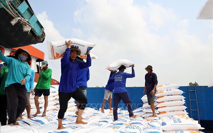 Thị trường nông sản: Giá gạo xuất khẩu tăng trước lo ngại tác động của El Nino