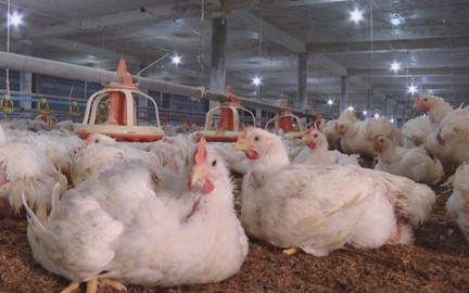 Kiểm soát mật độ chăn nuôi, hướng đến chăn nuôi bền vững