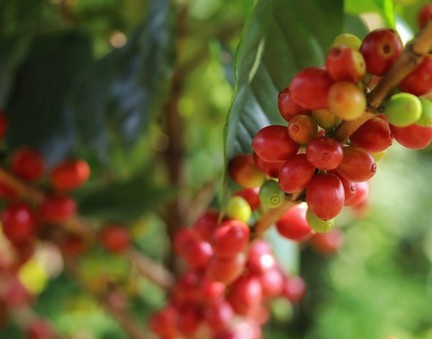 Giá nông sản hôm nay (10/11): Giá cà phê tăng mạnh