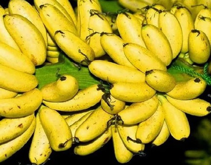 Khắc phục bệnh héo vàng, chuối Việt nỗ lực xuất khẩu chạm mốc 1 tỷ USD