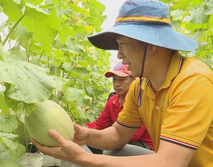 Dưa lưới bước vào mùa thu hoạch rộn ràng phục vụ thị trường Tết