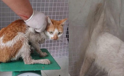 Công an TP.HCM tìm chủ nhân của 32 chó, mèo vừa được giải cứu