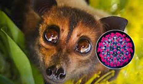 Virus Nipah "tái xuất" tại Ấn Độ: Tỷ lệ tử vong cao, các nước châu Á cấp tốc siết chặt kiểm dịch