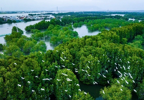 Khám phá hệ sinh thái Đầm Thị Nại qua khóa học nhiếp ảnh tư liệu miễn phí