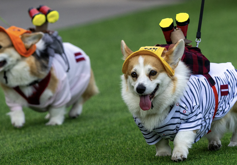 Sôi động cuộc thi đua Corgi quốc tế - Nơi những đôi chân ngắn tỏa sáng