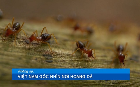 Giới thiệu "Tạp chí văn nghệ" - 8g30 ngày 15/10 trên HTV9