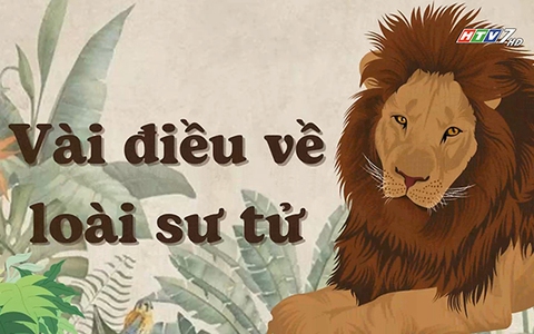 Những điều thú vị về loài sử tử