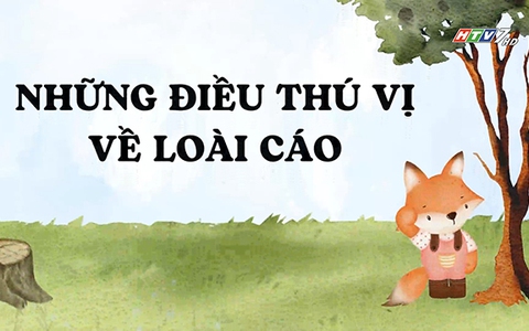 Những điều thú vị về loài cáo