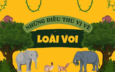 Những điều thú vị về loài voi