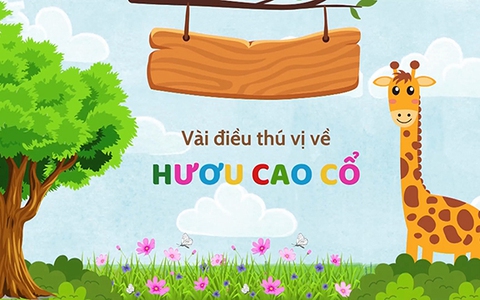 Những điều thú vị về hươu cao cổ