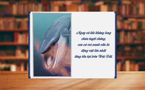 Những điều thú vị về cá voi xanh